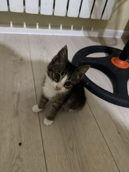 Котенок девочка 2 месячный
