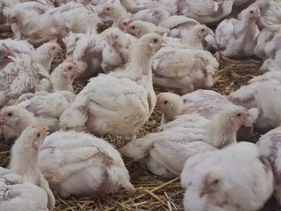 Livrez pui la domiciliu pui alb de carne