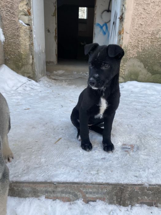 Отдам девочку в добрые руки!