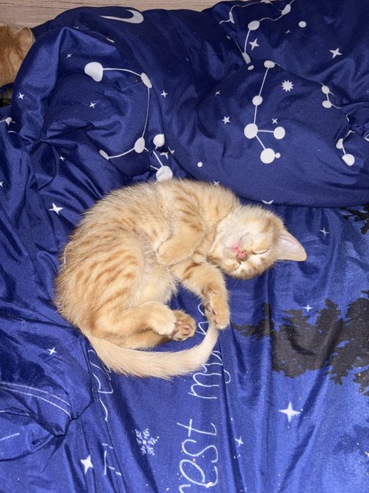 Отдам котят бесплатно