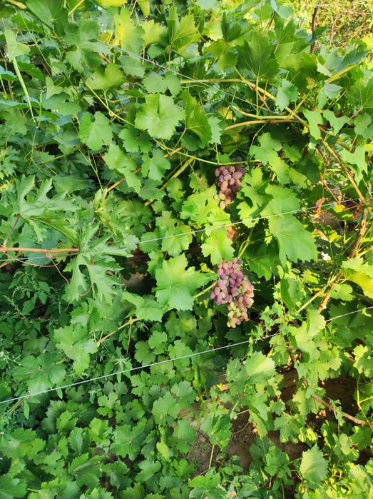 Дача Автообъединение (Медьзавод)