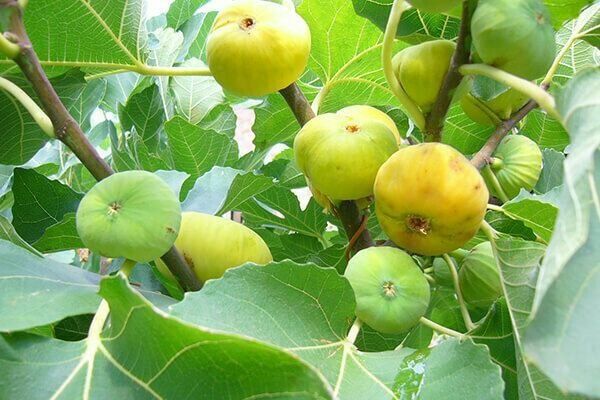 Karlik pakana Mevali Daraxtlar