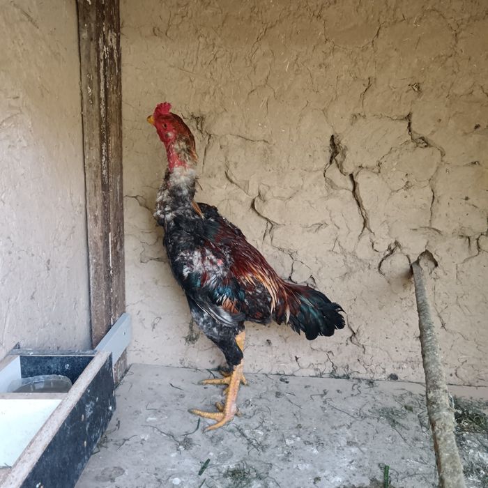 Dakan joja 8oyli yahshi narsani bolari