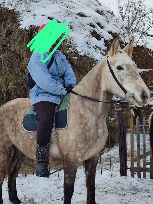 Продам лошадь с жеребенком