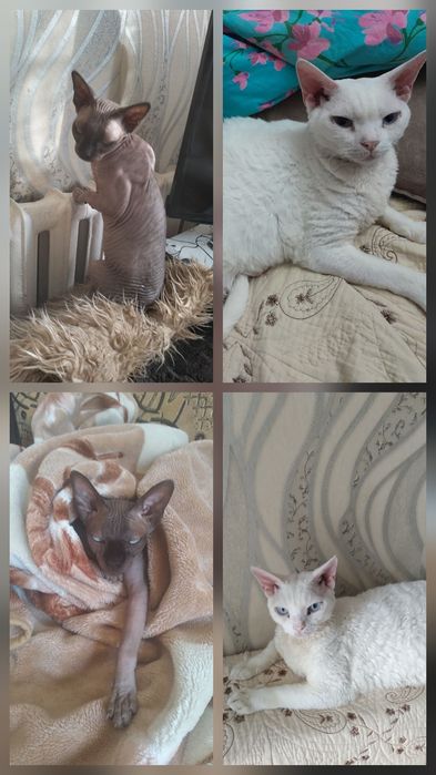 Передержка кошек