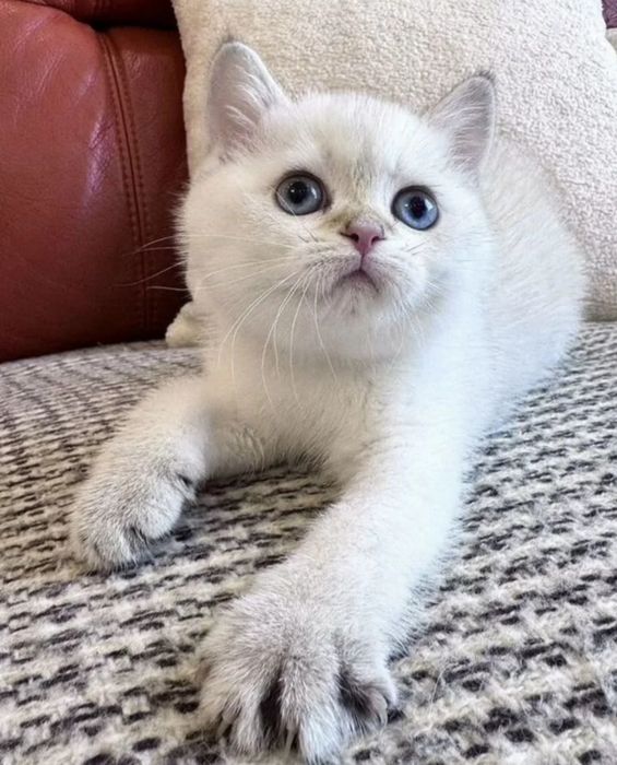 Шиншиллки котята скоттиш страйт