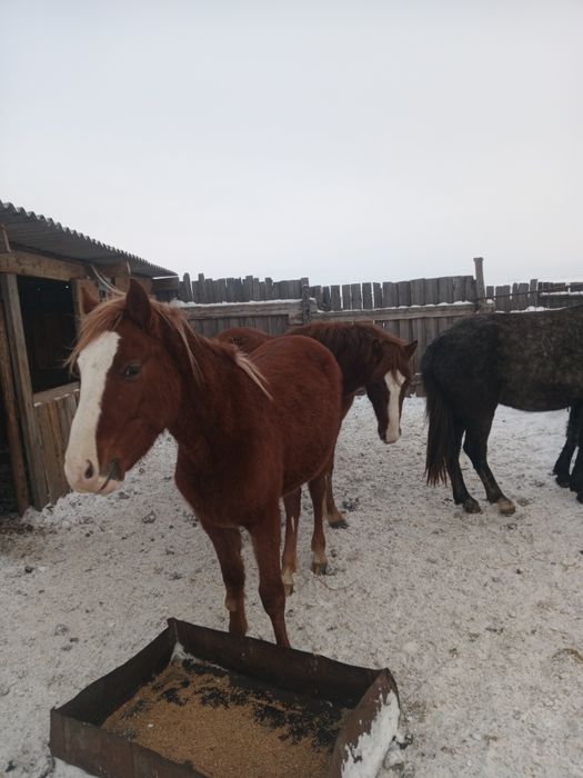 Үш жасар еркек құнандар сатамын