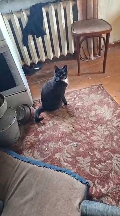 Коту нужен дом! Срочно!