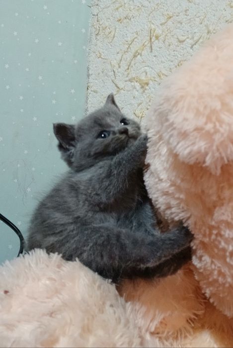 Продам котят породистые красивые