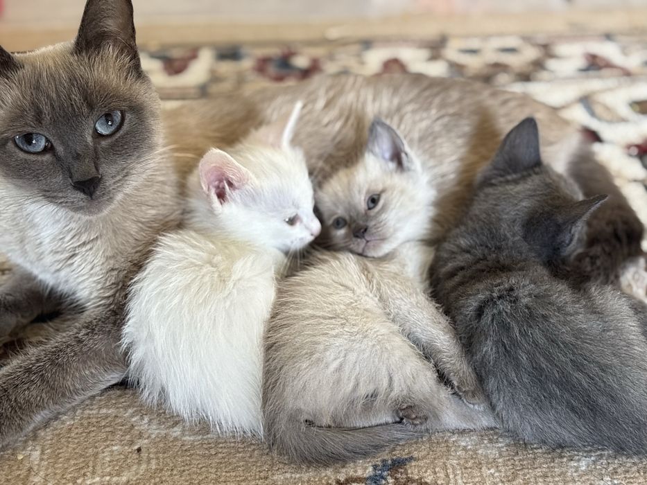 Отдам котят бесплатно!