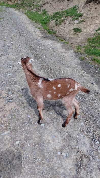 Vand ieduț.            .