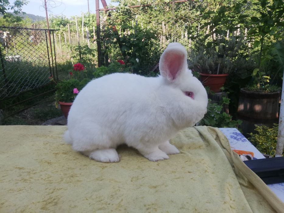 Продавам  зайци различни породи