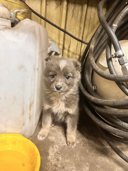 Щенок девочка в хорошие руки