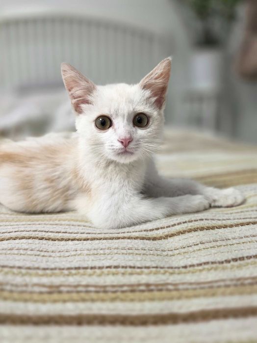 Котенок в добрые руки