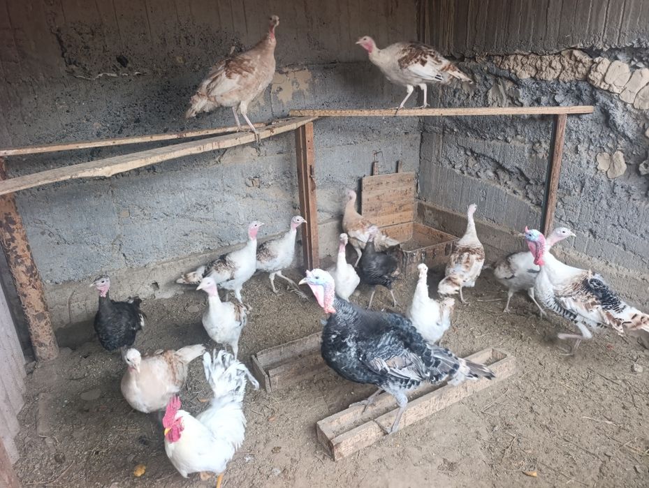 Продам индюков и индюшек