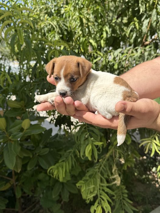 продается Щенок Джек Рассел терьер
