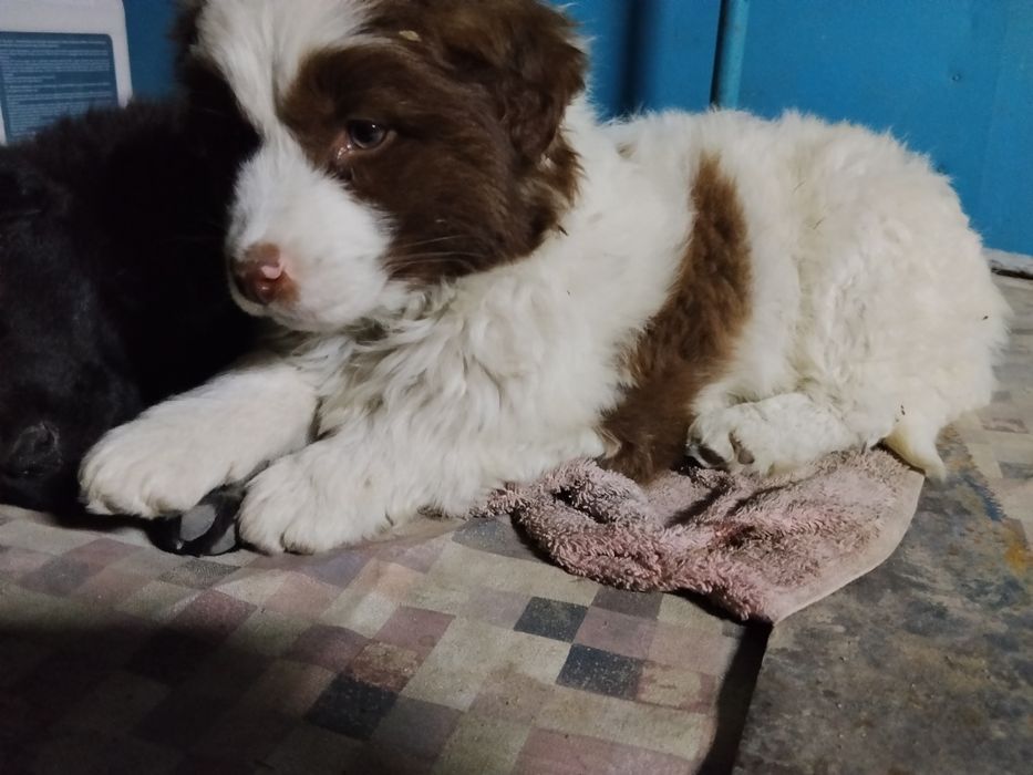 В добрые руки  девочка