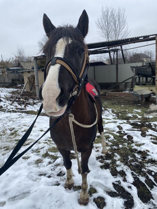 Айғыр сатылады!!