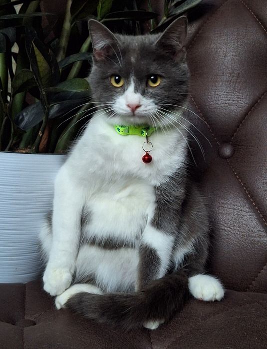 Подари Гудвина семью