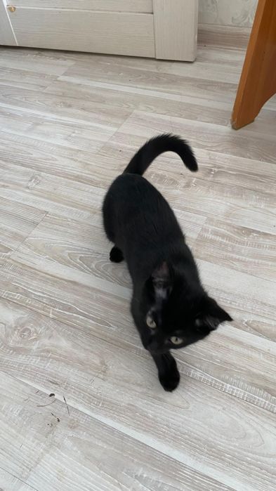 Котенок девочка 3 месяца бесплатно