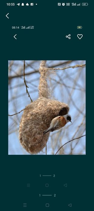 Гнездо ремеза гнездо ремеза