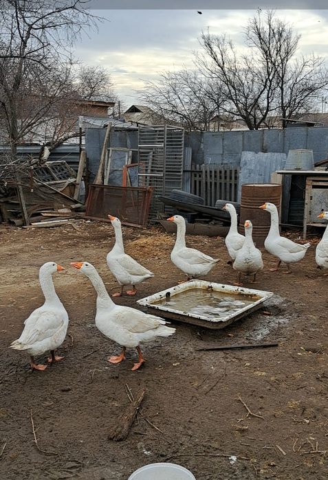 Продам крупных гусей