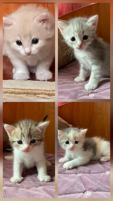 Котята метисы.очень ласковые