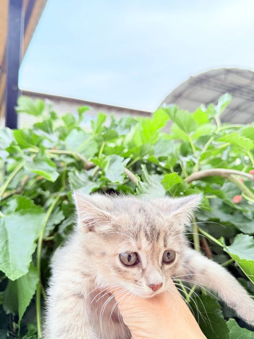 Котят отдам Для Добрых Рук