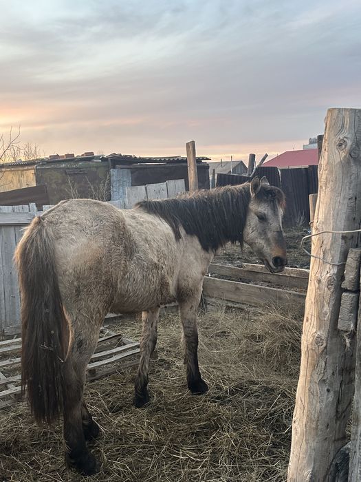 Продам лошадь 2 года