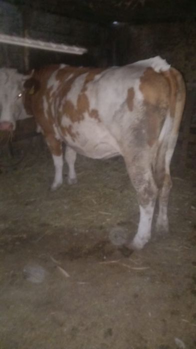 Vaca de vanzare,