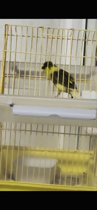 Canari Timbrado mascul