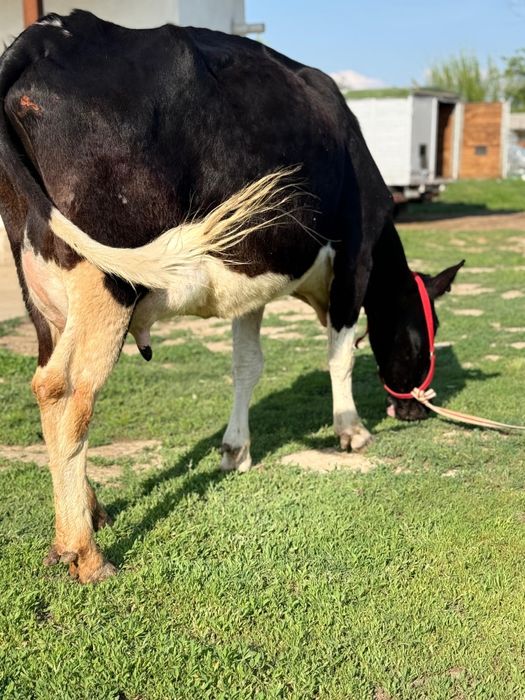 Парода ірі денелі чёрна пёстрый