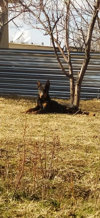 Doberman zotli it sotiladi