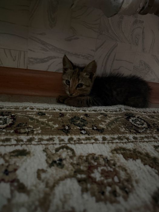 Котенок 3-4 месяц домашняя