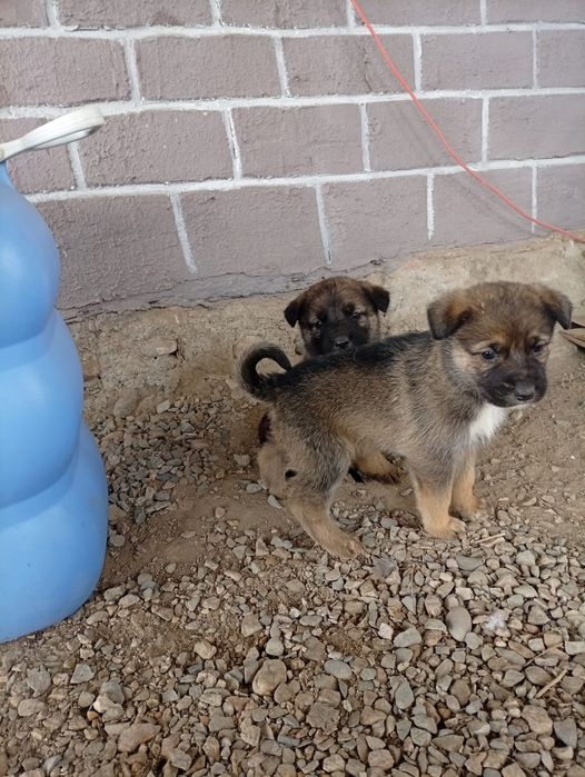 Отдам в добрые руки