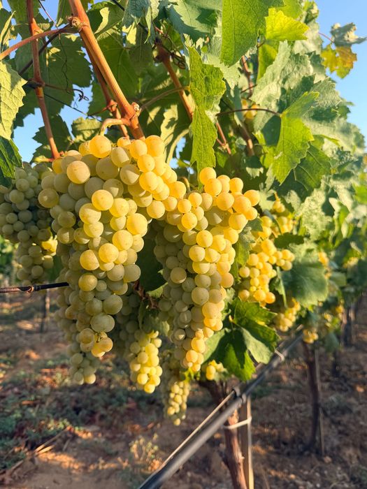 Продавам грозде сорт Димят