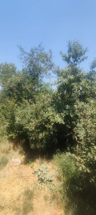 Bog' sotiladi. Judayam zo'r joyda joylashga