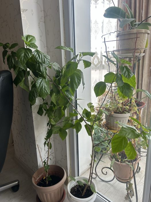 Продам комнатные цветы