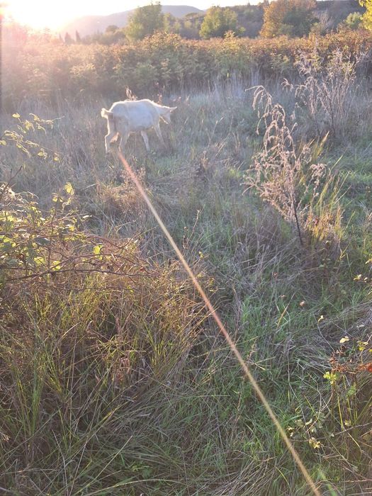 Продавам кози и ярета