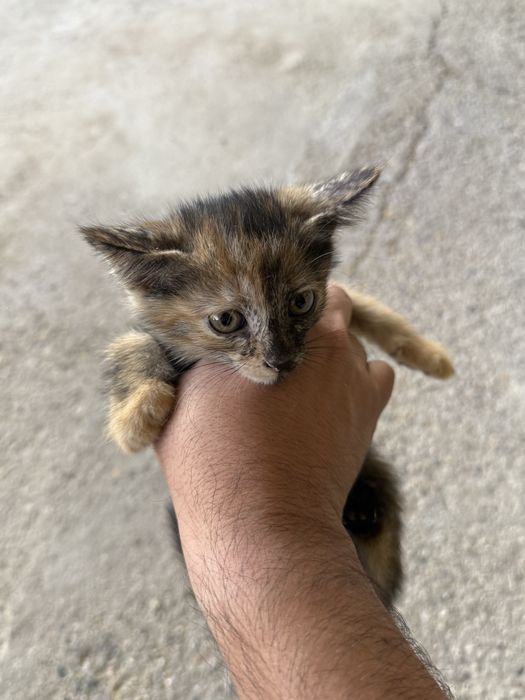 Котёнок Бесплатно 2,5 месяца