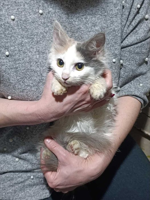 Бесплатно котенок