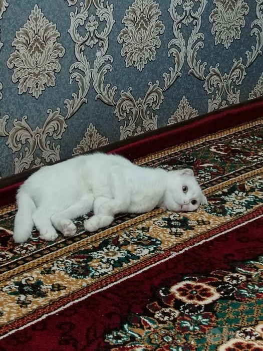 Продаётся вислоухая белая кошка