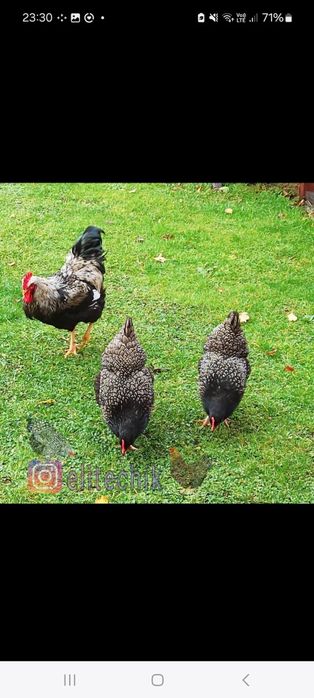 Цыплята барневельдер