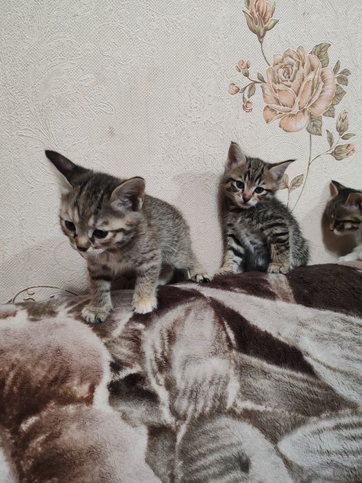 Котята в добрые руки..