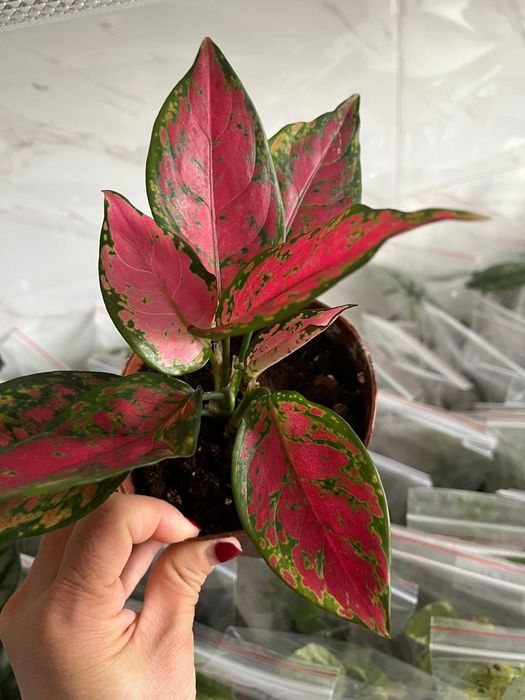 Комнатные растения