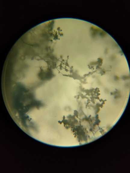 Биологический микроскоп бинокулярный (2000х)