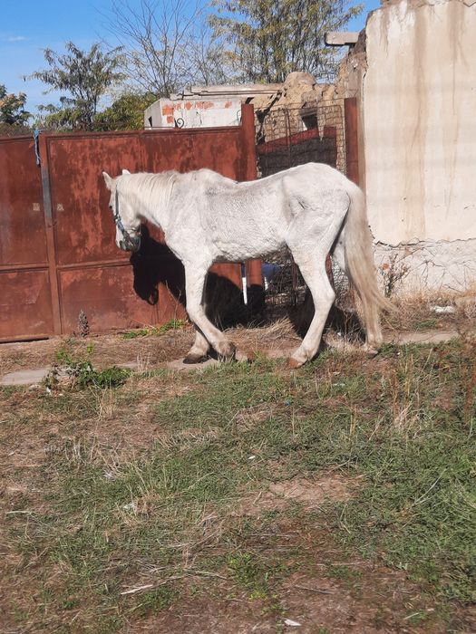 Cal de vânzare și caruța