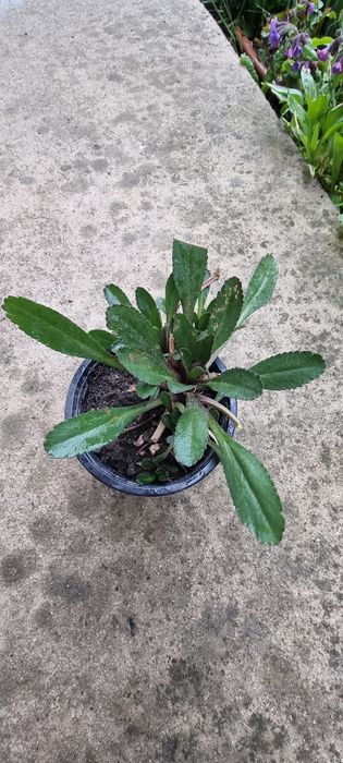 Цветя , луковици и разсад- многогодишни и  студоустойчиви