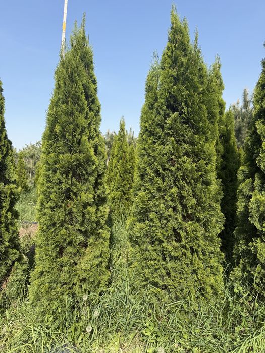 Туя Смарагд (Thuja Smaragd)
