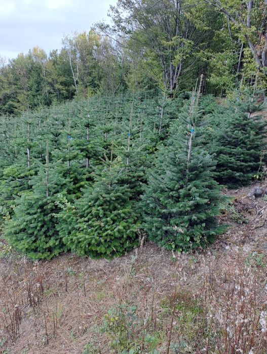 Brazi de Crăciun cu balot de pământ